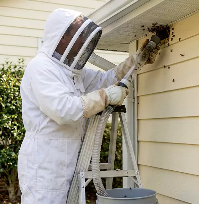 Why Centreville Trusts Centreville Pest Control Pro for Wasp Control?