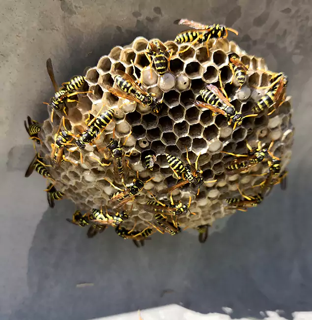 Why Centreville Chooses Centreville Pest Control Pro for Wasp Control Services?