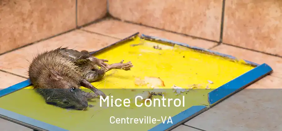  Mice Control Centreville-VA