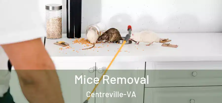  Mice Removal Centreville-VA