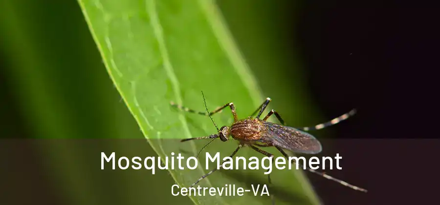  Mosquito Management Centreville-VA