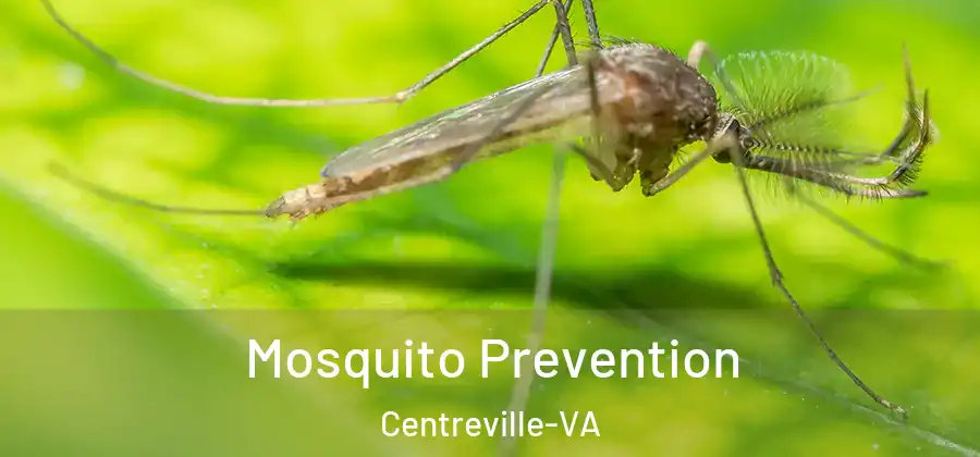  Mosquito Prevention Centreville-VA