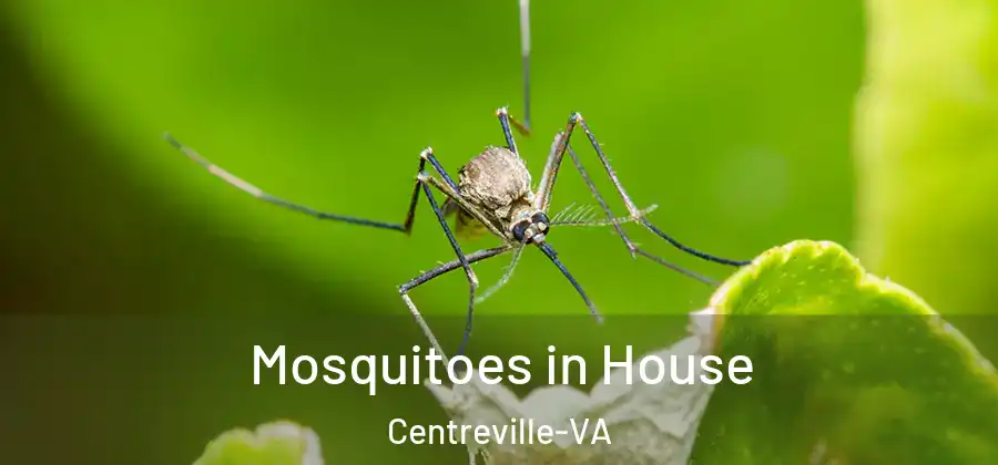Mosquitoes in House Centreville-VA
