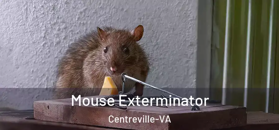  Mouse Exterminator Centreville-VA