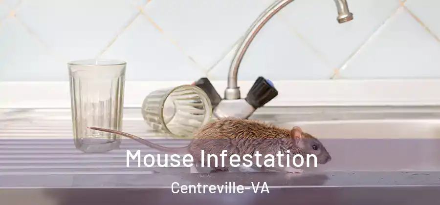  Mouse Infestation Centreville-VA
