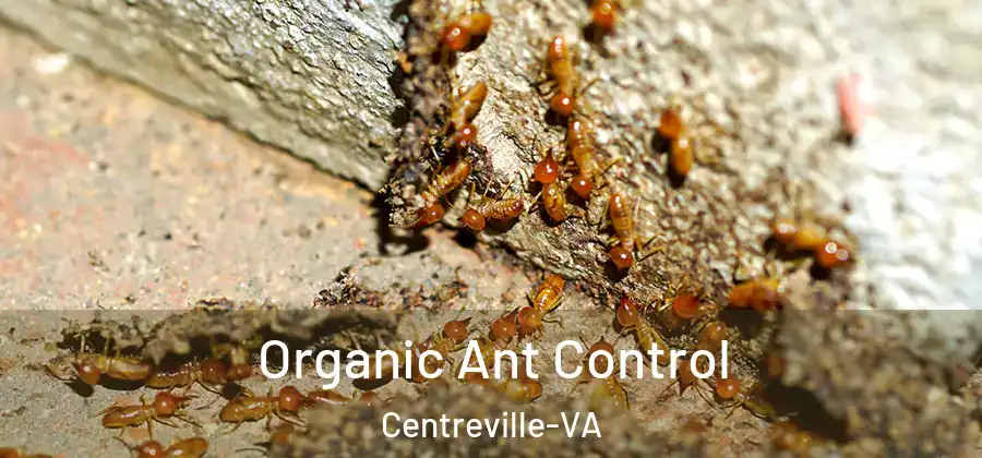  Organic Ant Control Centreville-VA