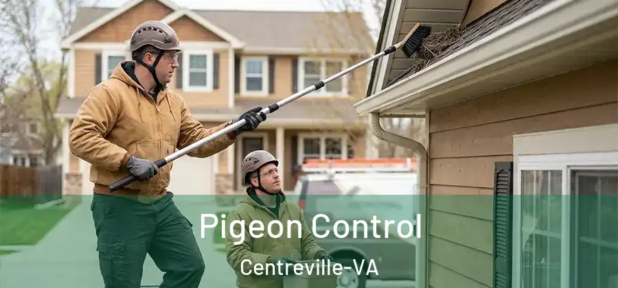  Pigeon Control Centreville-VA