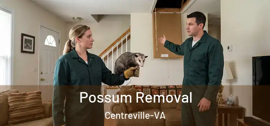  Possum Removal Centreville-VA
