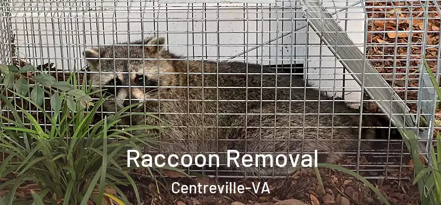  Raccoon Removal Centreville-VA