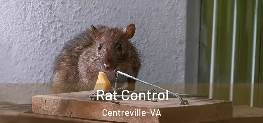  Rat Control Centreville-VA