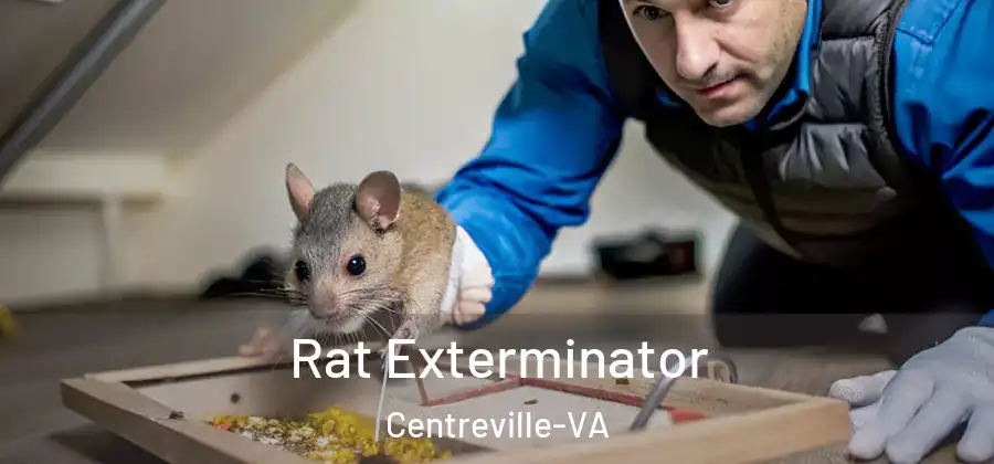  Rat Exterminator Centreville-VA