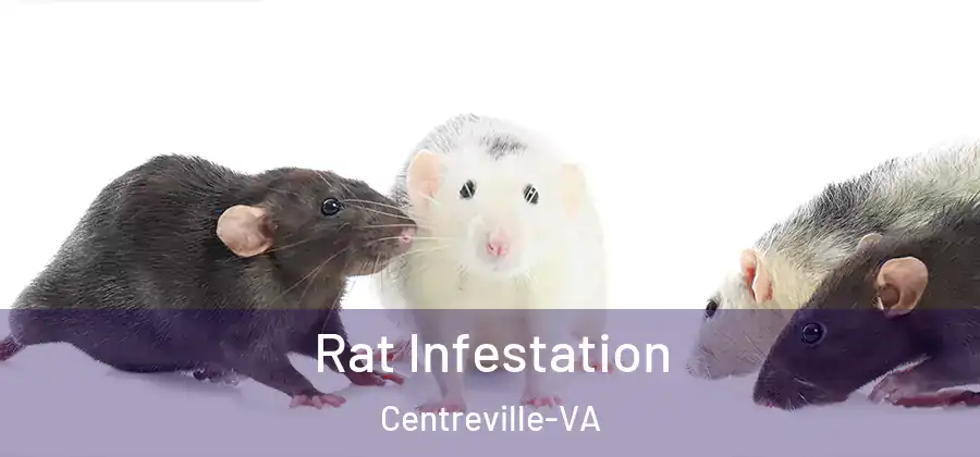  Rat Infestation Centreville-VA