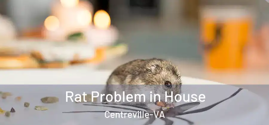  Rat Problem in House Centreville-VA