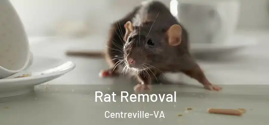  Rat Removal Centreville-VA