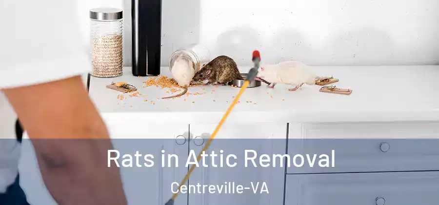  Rats in Attic Removal Centreville-VA