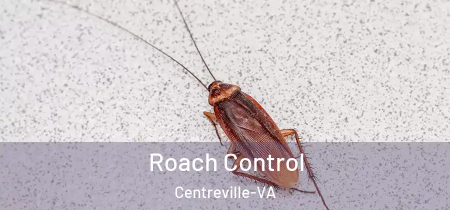 Roach Control Centreville-VA