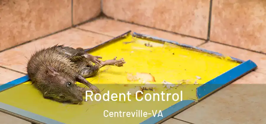  Rodent Control Centreville-VA