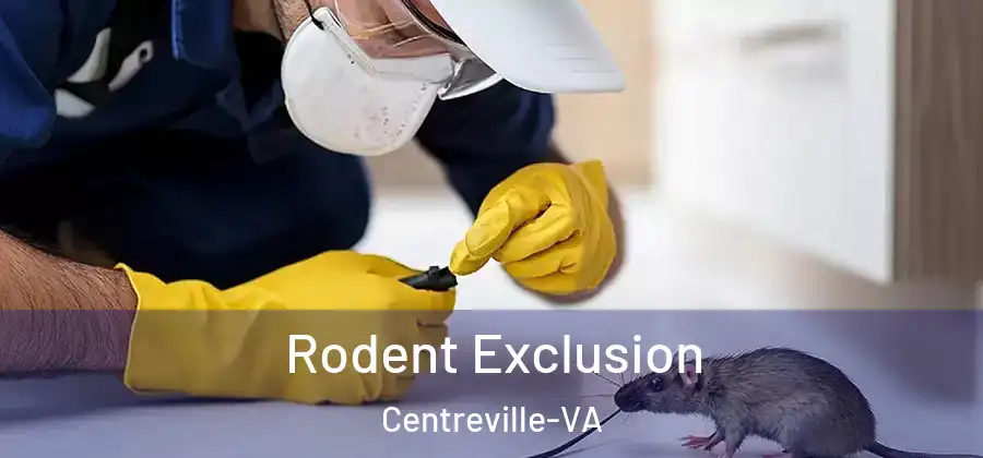  Rodent Exclusion Centreville-VA