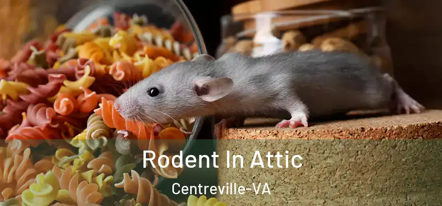  Rodent In Attic Centreville-VA