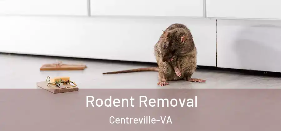  Rodent Removal Centreville-VA