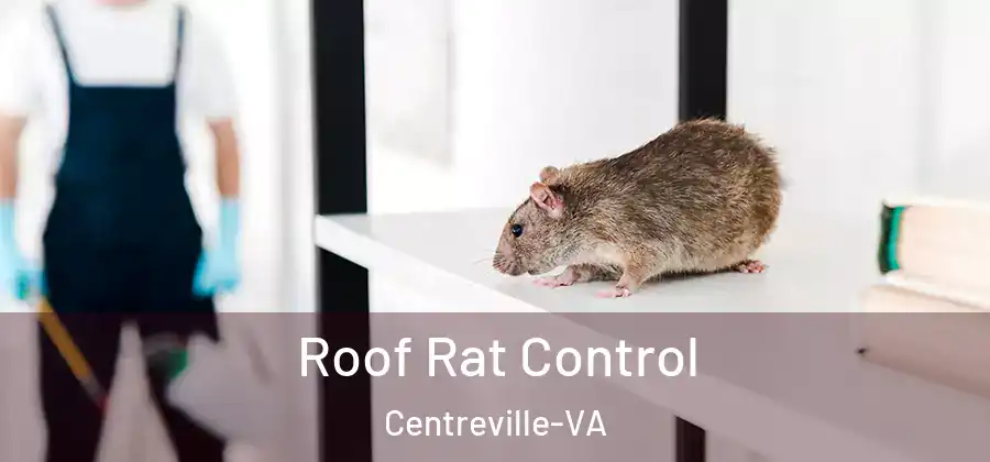Roof Rat Control Centreville-VA