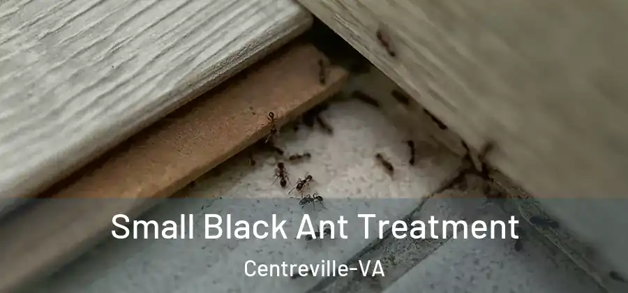  Small Black Ant Treatment Centreville-VA