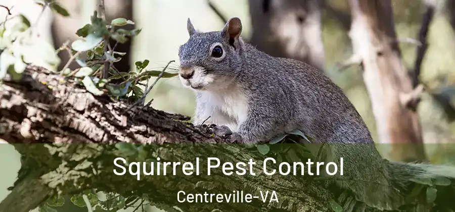  Squirrel Pest Control Centreville-VA