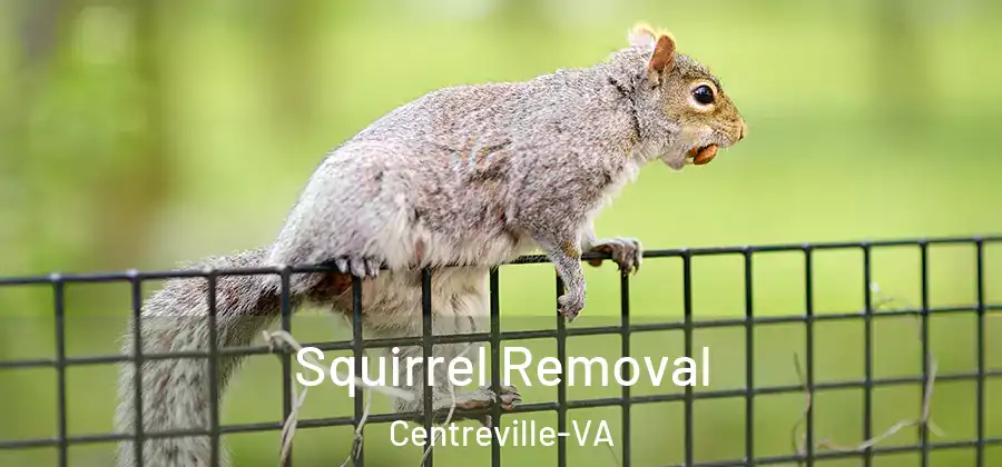  Squirrel Removal Centreville-VA