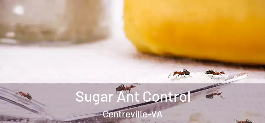  Sugar Ant Control Centreville-VA