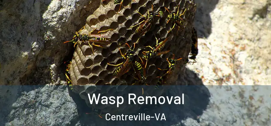  Wasp Removal Centreville-VA