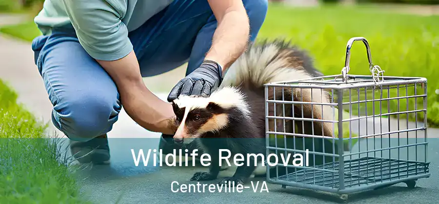  Wildlife Removal Centreville-VA