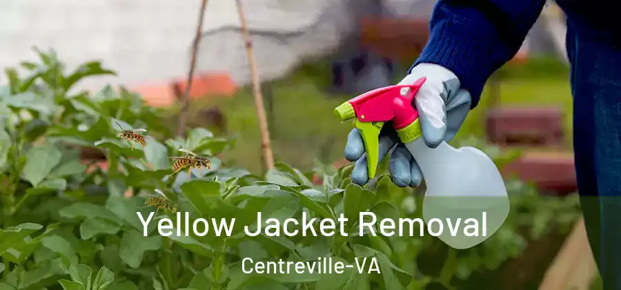  Yellow Jacket Removal Centreville-VA